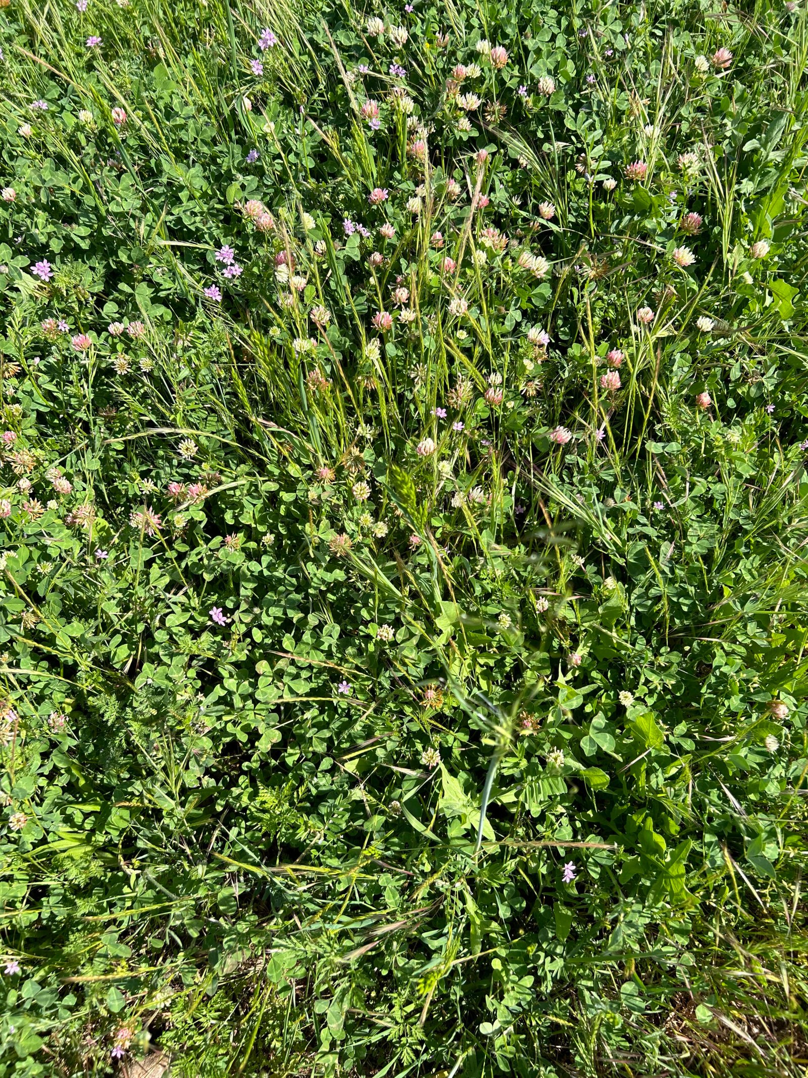 Green Pastures Scaled