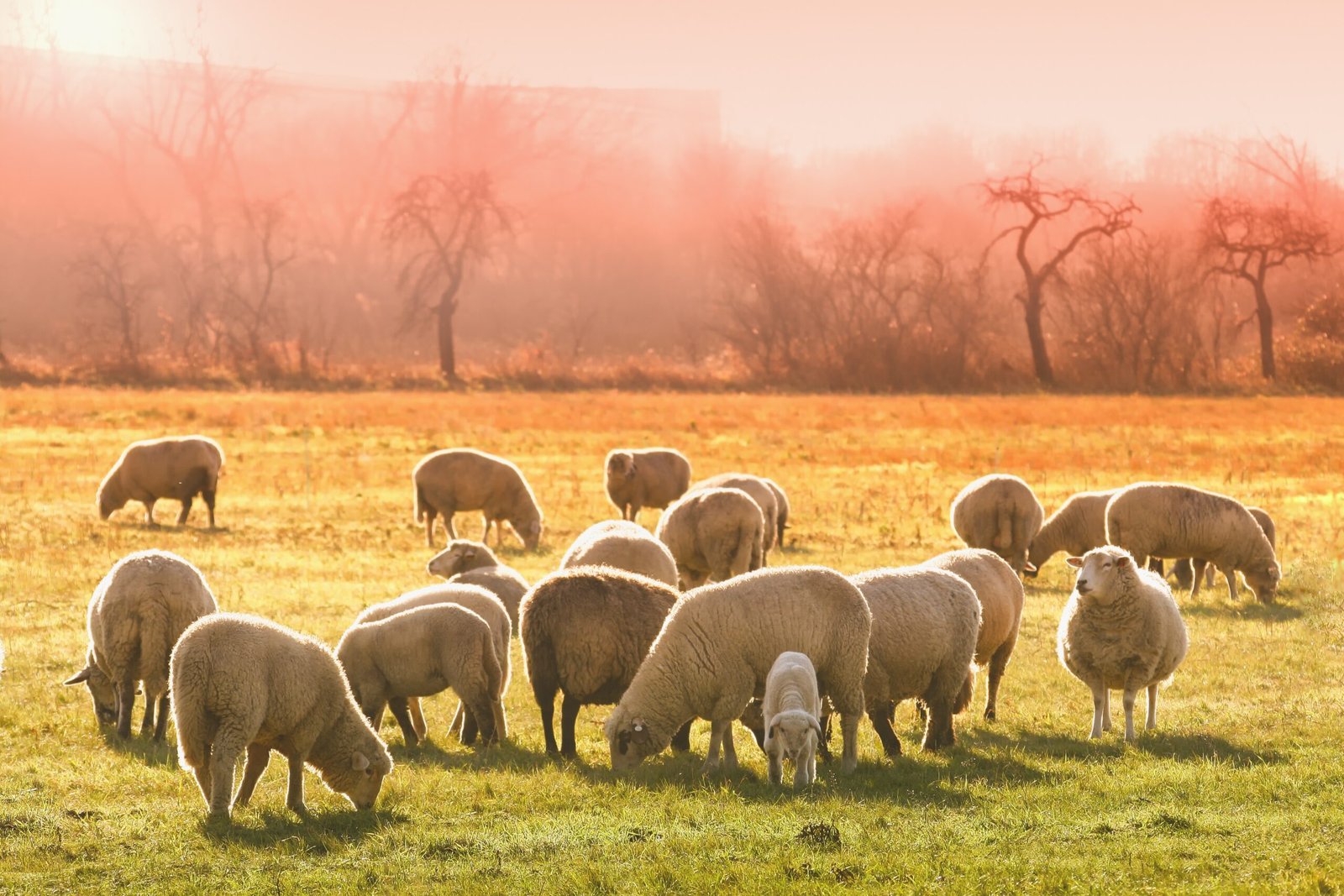 Livestock and pasture area supported by Kellogg